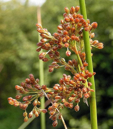 1000 SOFT RUSH (Common Rush) Juncus Effusus Ornamental Grass Seeds