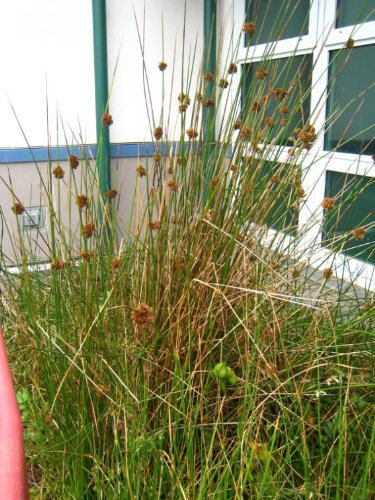 1000 SOFT RUSH (Common Rush) Juncus Effusus Ornamental Grass Seeds