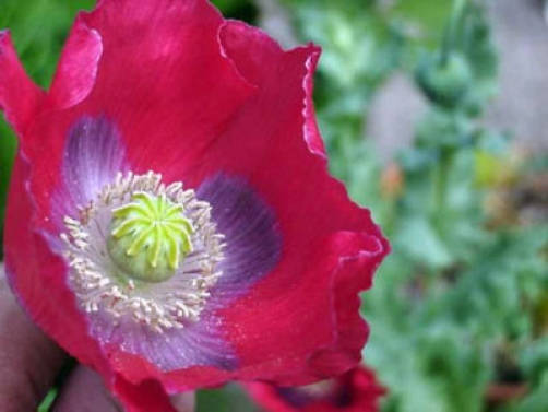 100 HENS and CHICKS Poppy Hens & Chickens Breadseed Lettuce Leaf Papaver Somniferum Flower Seeds