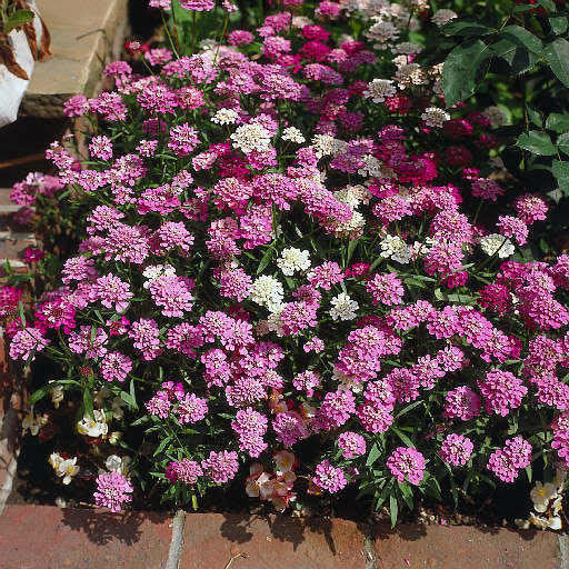 2000 Fairy DWARF MIX CANDYTUFT Iberis Umbellata Flower Seeds