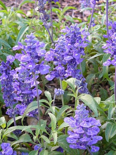 500 BLUE BEDDER SAGE Salvia Farinacea Flower Seeds