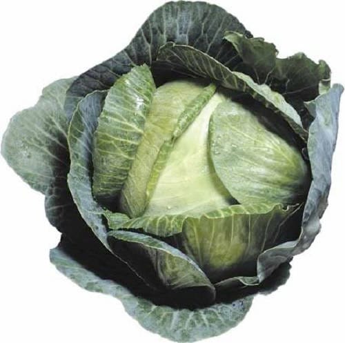 500 Early JERSEY WAKEFIELD CABBAGE Brassica Oleracea Capitata Vegetable Seeds