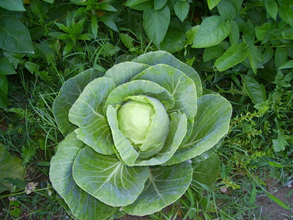 500 Early JERSEY WAKEFIELD CABBAGE Brassica Oleracea Capitata Vegetable Seeds