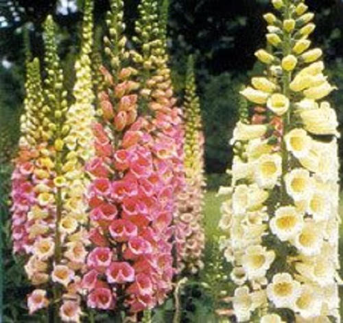 1000 DWARF FOXY MIX FOXGLOVE Digitalis Purpurea Flower Seeds