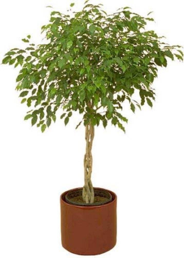 30 FICUS TREE (Bodhi Tree / Sacred Fig / Bo Tree / Pipal) Ficus Religiosa Seeds