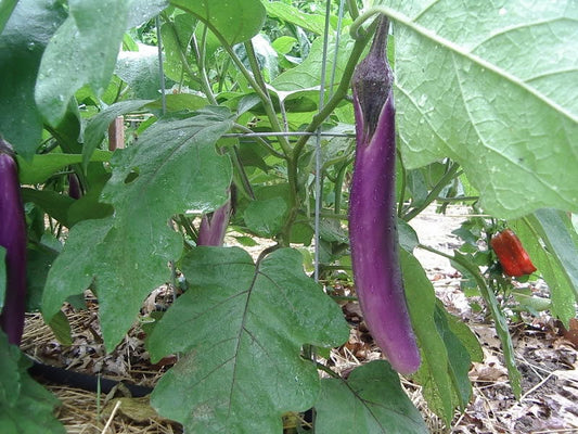 1000 LONG PURPLE EGGPLANT Solanum Melongena Esculentum Vegetable Seeds