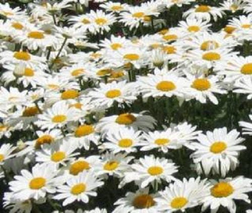 1000 DWARF White SHASTA DAISY Chrysanthemum Maximum Flower Seeds