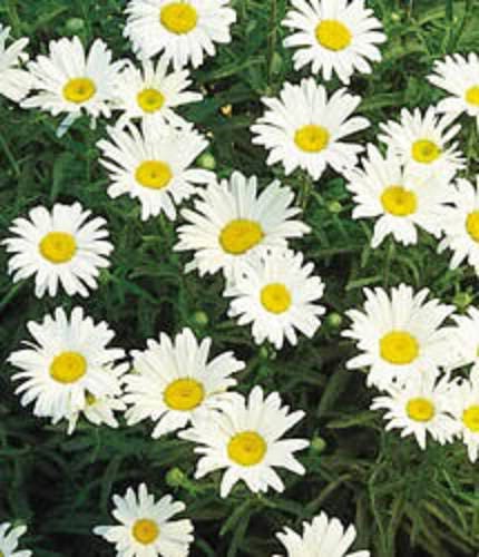 1000 DWARF White SHASTA DAISY Chrysanthemum Maximum Flower Seeds