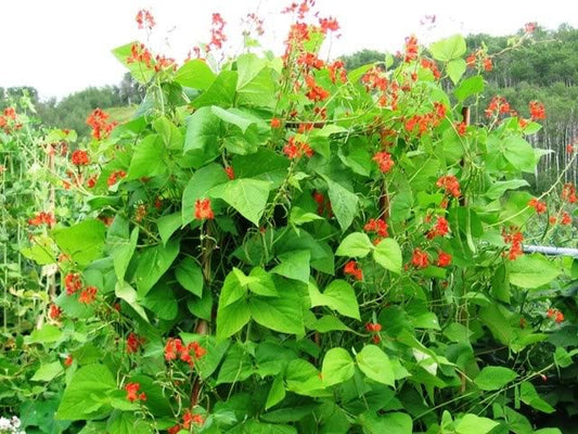 25 SCARLET RUNNER Pole BEAN Ornamental Red Flowers Phaseolus Vulgaris Vegetable Seeds