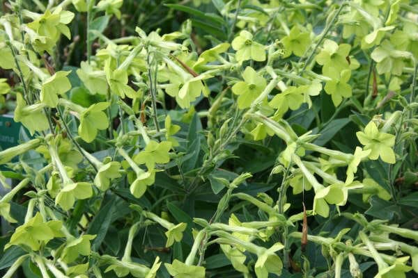 100 LIME GREEN NICOTIANA Alata Flowering Tobacco Seeds
