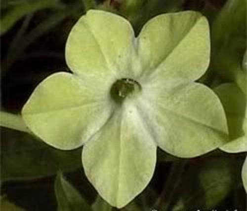 100 LIME GREEN NICOTIANA Alata Flowering Tobacco Seeds