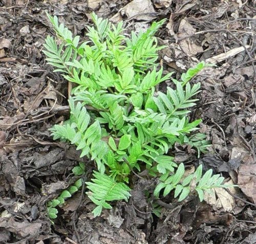 250 VALERIAN (Garden Heliotrope / Heal All) Valeriana Officinalis Herb Flower Seeds