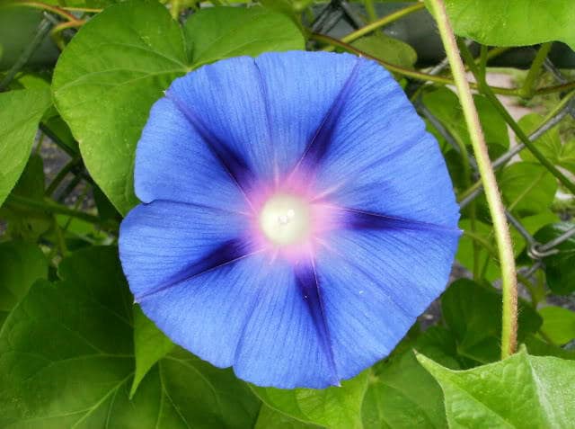 75 Blue STAR MORNING GLORY Ipomoea Tricolor Flower Vine Seeds