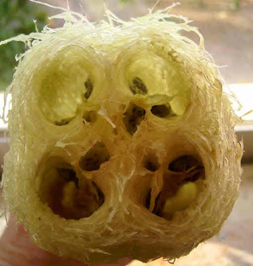 25 LUFFA SPONGE GOURD (Vegetable Sponge / Smooth Luffa / Sponge Loofa / Climbing Okra / Dishrag Gourd) Luffa Cylindrica Vine Seeds
