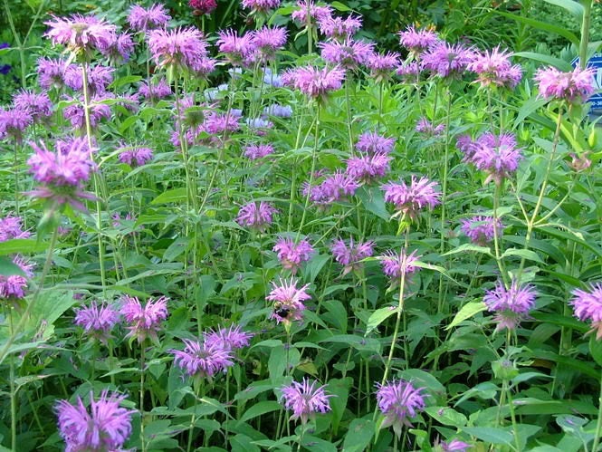 2000 BEE BALM Lemon MINT Monarda Citriodora Herb Purple Flower Seeds