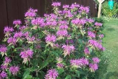 Plant FAQs: Monarda Citriodora - Lemon Bee Balm Plant FAQs: Monarda Citriodora - Lemon Bee Balm
