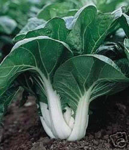 2000 CANTON PAK CHOI (Bok Choy / Chinese Cabbage) Brassica Rapa Chinensis Vegetable Seeds