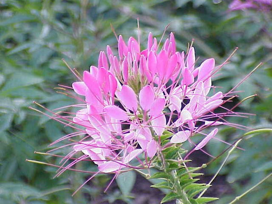 200 ROSE QUEEN CLEOME Hassleriana Spinosa Pink Spider Flower Seeds