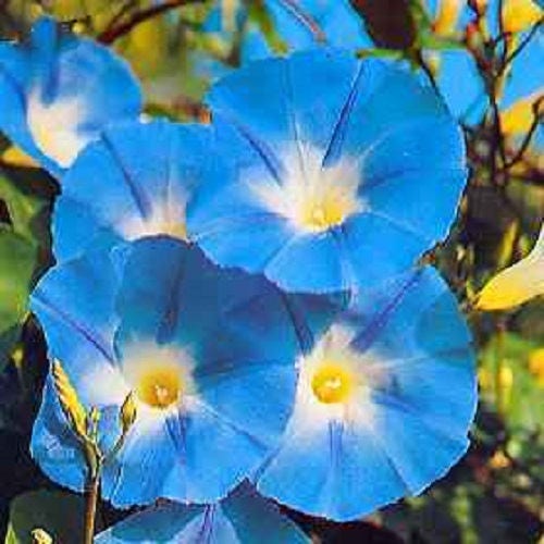 50 Heavenly BLUE MORNING GLORY Ipomoea Tricolor Vine Flower Seeds