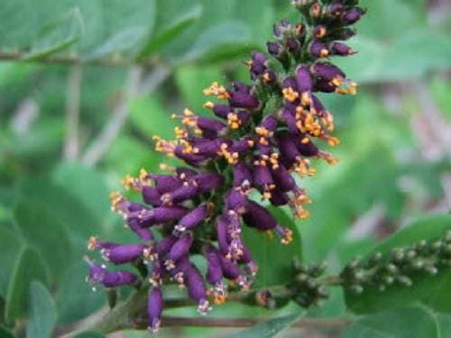 50 FRAGRANT FALSE INDIGO (Dwarf Wild Indigo) Amorpha Nana Flower Seeds