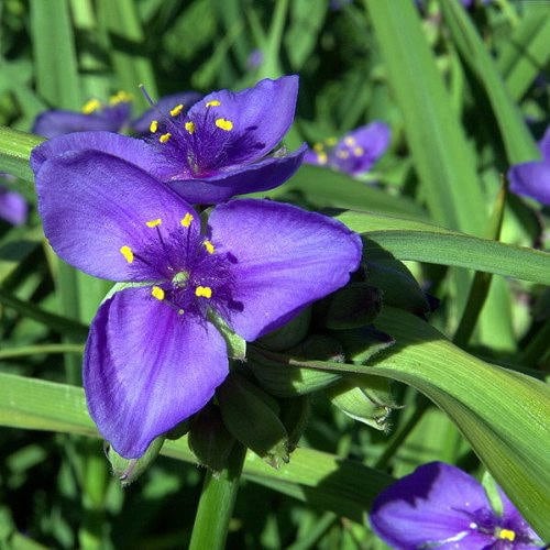 100 Purple OHIO SPIDERWORT (Widows Tears / Bluejacket) Tradescantia Ohiensis Flower Seeds