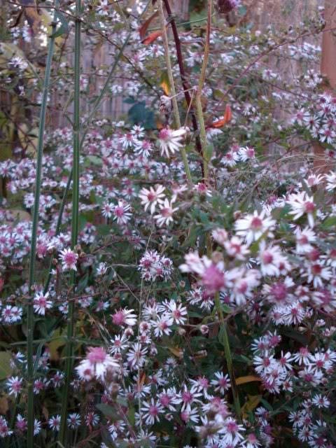 100 LADY In BLACK Calico ASTER Aster Lateriflorus Flower Seeds