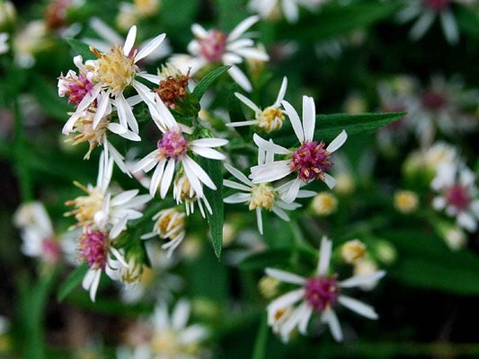 100 LADY In BLACK Calico ASTER Aster Lateriflorus Flower Seeds