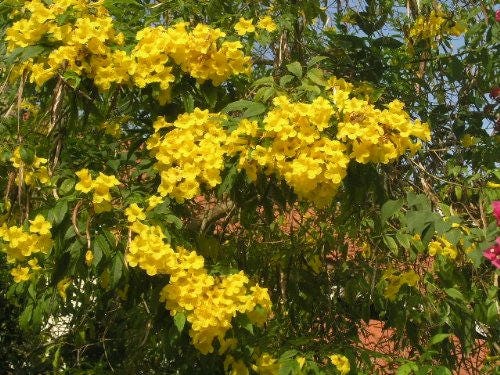 10 TECOMA STANS (Yellow Trumpetbush / Yellow Bells / Yellow Elder / Esperanza) Flower Shrub Bush Seeds
