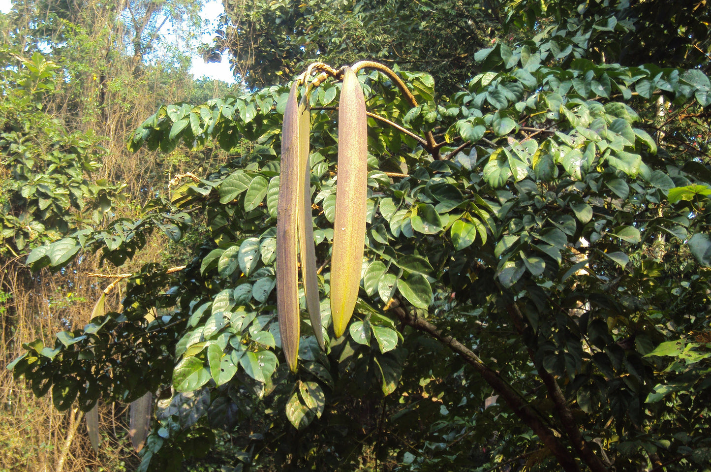 20 INDIAN TRUMPET Flower TREE (Midnight Horror / Broken Bones Plant / Tree of Damocles) Oroxylum Indicum Seeds