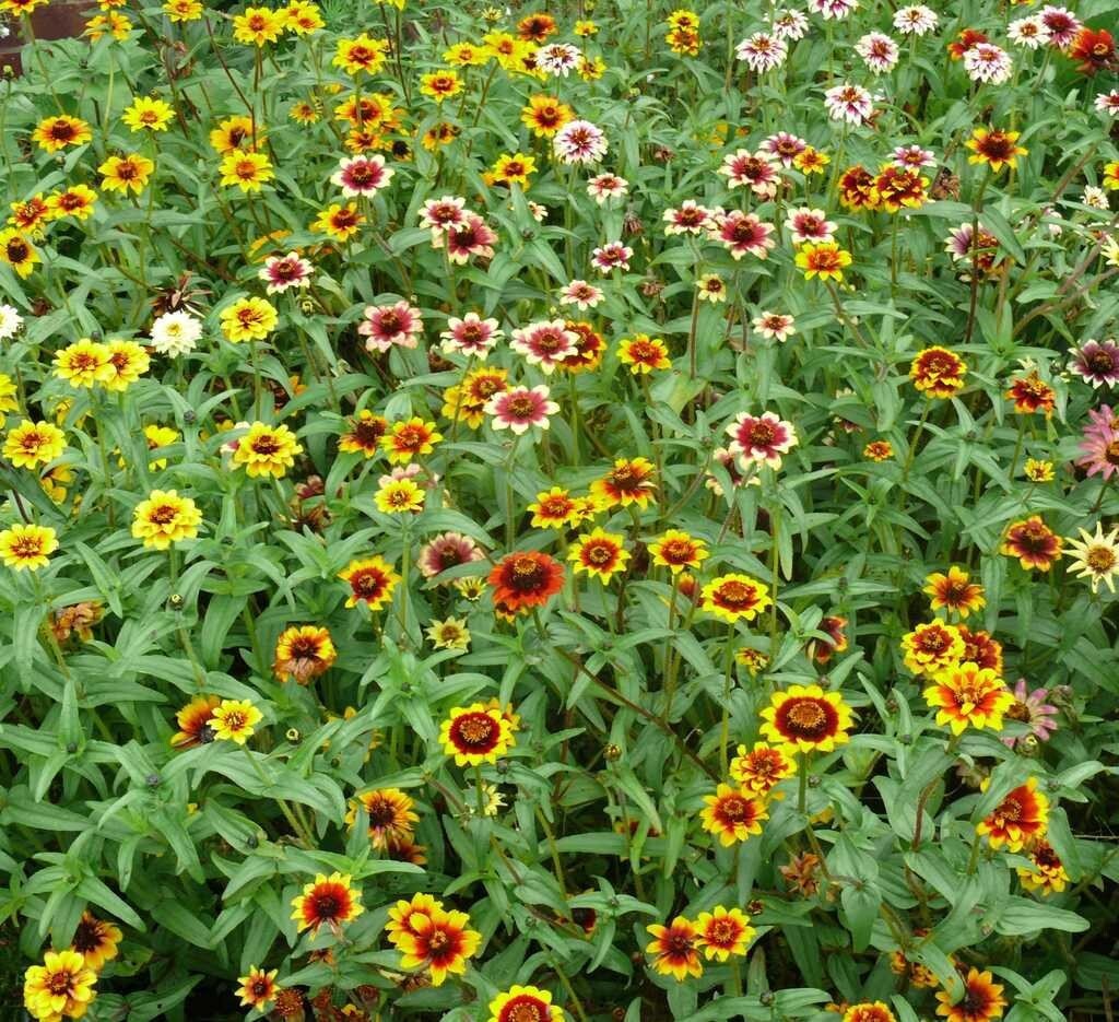 75 Mixed Colors PERSIAN CARPET ZINNIA Zinnia Haageana Flower Seeds