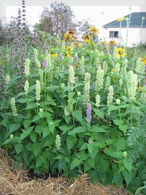 500 GIANT YELLOW HYSSOP Agastache Nepetoides Herb Flower Seeds