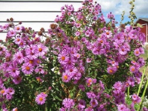 100 Pink NEW ENGLAND ASTER Aster Novae var Angliae Flower Seeds