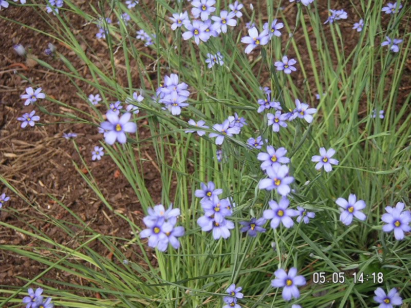 200 BLUE EYED GRASS (Western or Californian) Sisyrinchium Bellum Flower Seeds