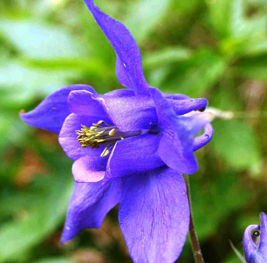 100 PURPLE COLUMBINE Aquilegia Vulgaris Flower Seeds