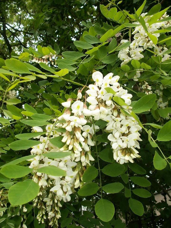 25 Flowering BLACK LOCUST TREE (Yellow Locust / False Acacia) Robinia Psuedoacacia Seeds