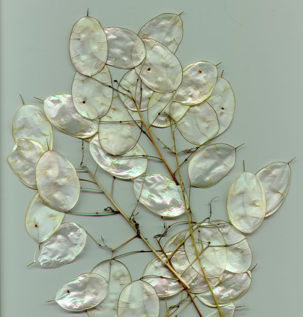 100 LUNARIA Biennis ( MONEY PLANT / Silver Dollar / Honesty / Moonwort ) Flower Seeds