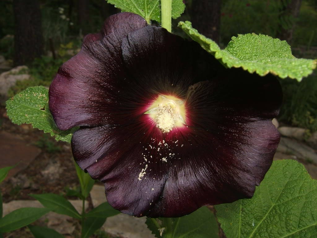 25 BLACK HOLLYHOCK Alcea Rosea Nigra Flower Seeds
