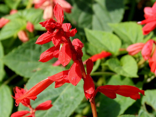 400 SCARLET SAGE (Lady-In-Red Salvia / Blood Sage / Red Texas Sage) Salvia Coccinea Flower Seeds