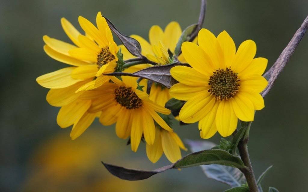 100 SWAMP SUNFLOWER (Narrowleaf Sunflower) Helianthus Angustifolius Flower Seeds