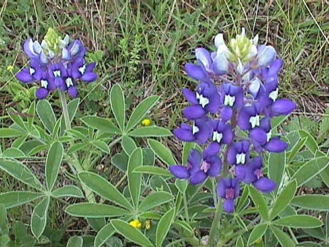 150 TEXAS BLUEBONNET LUPINE Lupinus Texensis Flower Seeds