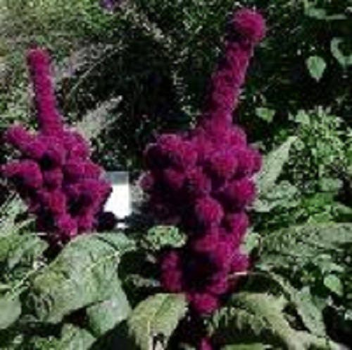 100 Organic ELEPHANT HEAD AMARANTHUS Amaranthus Gangeticus Burgundy Red Flower Seeds