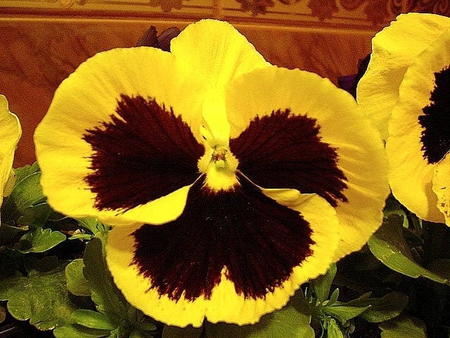 250 Mixed Colors SWISS GIANT PANSY Viola Wittrockiana Flower Seeds