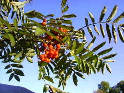 20 ASH TREE Mountain / Amur / Rowan - Sorbus Aucuparia Seeds