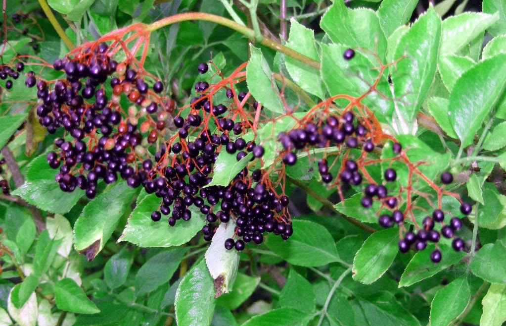 25 American ELDERBERRY FRUIT BUSH Shrub Tree Sambucus Nigra Seeds