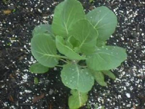 1000 Long Island IMPROVED BRUSSEL SPROUTS Brassica Oleracea Gemmifera Vegetable Seeds