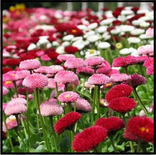 100 MIXED Colors ENGLISH DAISY Bellis Perennis Flower Seeds