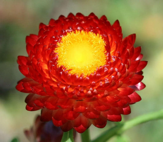 100 Red FIRE BALL STRAWFLOWER Helichrysum Monstrosum Flower Seeds