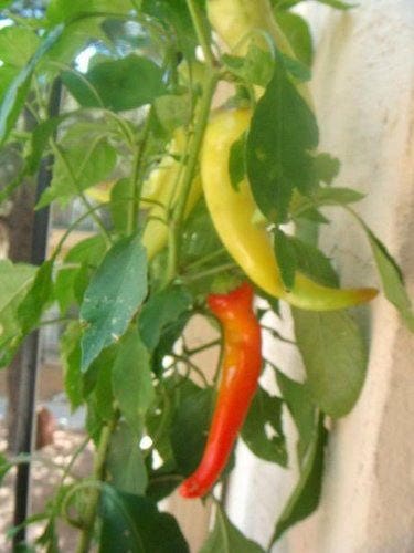 250 SWEET BANANA PEPPER Capsicum Annuum Vegetable Seeds