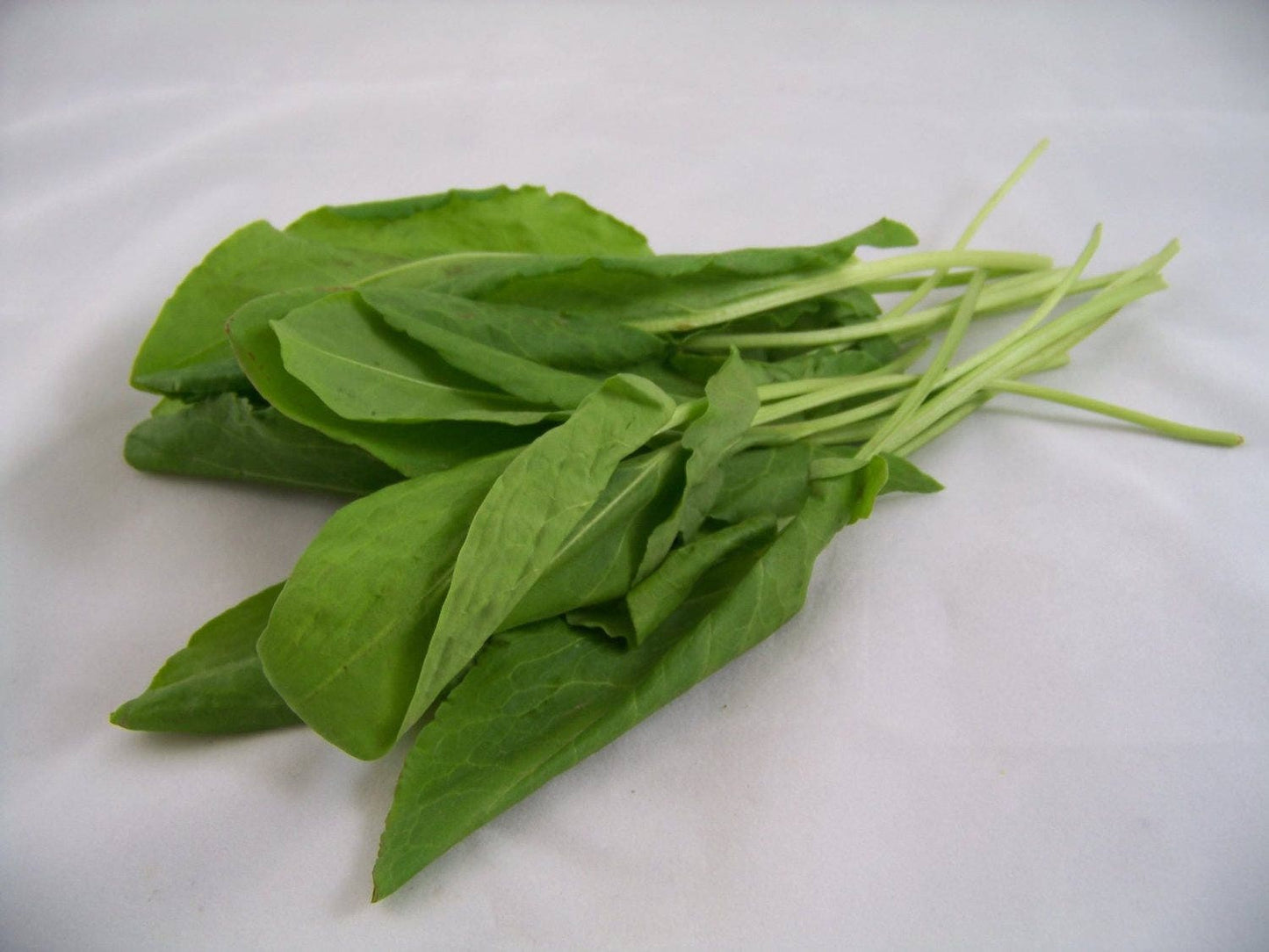 200 LARGE LEAF SORREL (Garden Sorrel / Spinach Dock / Redshank) Rumex Acetosa Vegetable Seeds