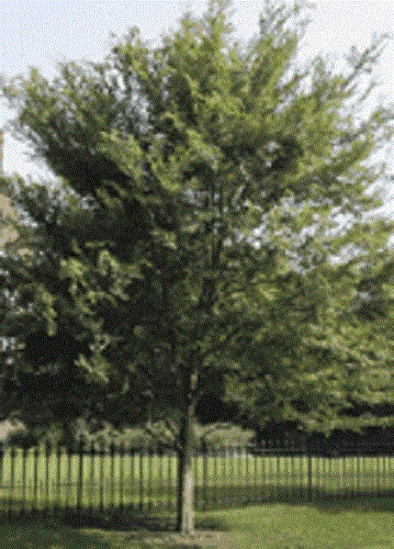 50 CHINESE ELM TREE (Lacebark) Ulmus Parvifolia Seeds